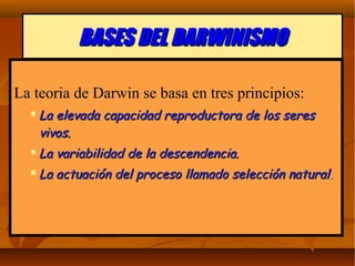BASES DEL DARWINISMOBASES DEL DARWINISMO
La teoria de Darwin se basa en tres principios:
 La elevada capacidad reproductora de los seresLa elevada capacidad reproductora de los seres
vivos.vivos.
 La variabilidad de la descendencia.La variabilidad de la descendencia.
 La actuación del proceso llamado selección naturalLa actuación del proceso llamado selección natural..
 