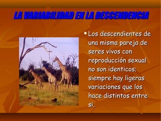 LA VARIABILIDAD EN LA DESCENDENCIALA VARIABILIDAD EN LA DESCENDENCIA
 Los descendientes deLos descendientes de
una misma pareja deuna misma pareja de
seres vivos conseres vivos con
reproducción sexualreproducción sexual
no son identicos;no son identicos;
siempre hay ligerassiempre hay ligeras
variaciones que losvariaciones que los
hace distintos entrehace distintos entre
si.si.
 
