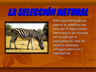 LA SELECCIÓN NATURALLA SELECCIÓN NATURAL
Entre los miebros de unaEntre los miebros de una
especie se establece unaespecie se establece una
lucha por la supervivencialucha por la supervivencia
sobre todo si los recursossobre todo si los recursos
son escasos por lason escasos por la
superpoblación. Solo lossuperpoblación. Solo los
mejores adaptadosmejores adaptados
consiguen sobrevivir yconsiguen sobrevivir y
reproducirse.reproducirse.
 