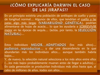 ¿CÓMO EXPLICARÍA DARWIN EL CASO
DE LAS JIRAFAS??
En un principio existiría una población de antílopes de cuello y patas
de longitud normal… Algunos de ellos, que tendrían el cuello y las
patas algo más largas (VARIABILIDAD GENÉTICAVARIABILIDAD GENÉTICA), podrían
alimentarse de hojas de acacia… lo que les ayudaría a SOBREVIVIR
mejor en las épocas de sequía… (actúa, por tanto, la SELECCIÓNSELECCIÓN
NATURALNATURAL)…
Estos individuos MEJOR ADAPTADOSMEJOR ADAPTADOS (los más altos)…
pudieron reproducirsepudieron reproducirse… y dar una descendencia en la que
abundarían más los individuos altos… aunque también habría
bajos…
Y, de nuevo, la selección natural selecciona a los más altos entre ellos
(…los más bajos probablemente mueran antes de llegar a adultos)…
En cada generación se producirían individuos más altos hasta que, al
cabo de millones de años, todos son altos…
 