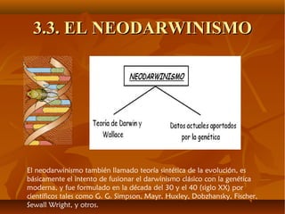 3.3. EL NEODARWINISMO3.3. EL NEODARWINISMO
El neodarwinismo también llamado teoría sintética de la evolución, es
básicamente el intento de fusionar el darwinismo clásico con la genética
moderna, y fue formulado en la década del 30 y el 40 (siglo XX) por
científicos tales como G. G. Simpson, Mayr, Huxley, Dobzhansky, Fischer,
Sewall Wright, y otros.
 