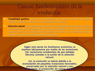 Causas fundamentales de laCausas fundamentales de la
evoluciónevolución
• Variabilidad genéticaVariabilidad genética: dentro de una población existe un gran número de genotipos: dentro de una población existe un gran número de genotipos
diferentes, debido a mutaciones y recombinaciones genéticas.diferentes, debido a mutaciones y recombinaciones genéticas.
• Selección naturalSelección natural: las combinaciones genéticas mejor adaptadas al medio, sobreviven y: las combinaciones genéticas mejor adaptadas al medio, sobreviven y
se reproducen más eficientemente que las peor adaptadas, que se eliminan. Hay quese reproducen más eficientemente que las peor adaptadas, que se eliminan. Hay que
tener en cuenta que el medio puede cambiar. Por tanto, son las poblaciones las quetener en cuenta que el medio puede cambiar. Por tanto, son las poblaciones las que
evolucionan a lo largo de largos periodos de tiempo.evolucionan a lo largo de largos periodos de tiempo.
Según esta teoría los fenómenos evolutivos seSegún esta teoría los fenómenos evolutivos se
explican básicamente por medio de las mutacionesexplican básicamente por medio de las mutaciones
(las variaciones accidentales de que hablaba(las variaciones accidentales de que hablaba
Darwin) sumadas a la acción de la selecciónDarwin) sumadas a la acción de la selección
natural.natural.
Así, la evolución se habría debido a laAsí, la evolución se habría debido a la
acumulación de pequeñas mutaciones favorables,acumulación de pequeñas mutaciones favorables,
preservadas por la selección natural y porpreservadas por la selección natural y por
consiguiente, la producción de nuevas especies.consiguiente, la producción de nuevas especies.
 