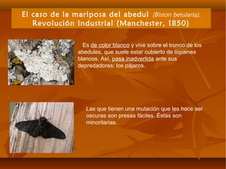 El caso de la mariposa del abedul (Biston betularia).
Revolución Industrial (Manchester, 1850)
Es de color blanco y vive sobre el tronco de los
abedules, que suele estar cubierto de líquenes
blancos. Así, pasa inadvertida ante sus
depredadores: los pájaros.
Las que tienen una mutación que les hace ser
oscuras son presas fáciles. Éstas son
minoritarias.
 