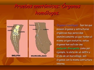 Pruebas anatómicas: ÓrganosPruebas anatómicas: Órganos
homólogos.homólogos.
➢ Órganos homólogos:Órganos homólogos: Son los queSon los que
poseen órganos y estructurasposeen órganos y estructuras
orgánicas muy parecidasorgánicas muy parecidas
anatómicamente ya que tienen elanatómicamente ya que tienen el
mismo origen evolutivo, estosmismo origen evolutivo, estos
órganos han sufrido unaórganos han sufrido una
evolución divergenteevolución divergente como porcomo por
ejemplo, la aleta de un delfín yejemplo, la aleta de un delfín y
el ala de un murciélago, sonel ala de un murciélago, son
órganos con la misma estructuraórganos con la misma estructura
interna.interna.
 