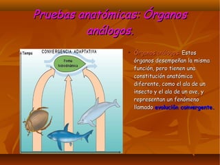 Pruebas anatómicas: ÓrganosPruebas anatómicas: Órganos
análogos.análogos.
➢ Órganos análogos:Órganos análogos: EstosEstos
órganos desempeñan la mismaórganos desempeñan la misma
función, pero tienen unafunción, pero tienen una
constitución anatómicaconstitución anatómica
diferente, como el ala de undiferente, como el ala de un
insecto y el ala de un ave, yinsecto y el ala de un ave, y
representan un fenómenorepresentan un fenómeno
llamadollamado evolución convergente.evolución convergente.
 