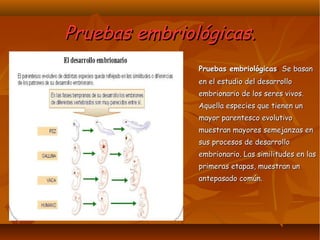 Pruebas embriológicas.Pruebas embriológicas.
Pruebas embriológicasPruebas embriológicas:: Se basanSe basan
en el estudio del desarrolloen el estudio del desarrollo
embrionario de los seres vivos.embrionario de los seres vivos.
Aquella especies que tienen unAquella especies que tienen un
mayor parentesco evolutivomayor parentesco evolutivo
muestran mayores semejanzas enmuestran mayores semejanzas en
sus procesos de desarrollosus procesos de desarrollo
embrionario. Las similitudes en lasembrionario. Las similitudes en las
primeras etapas, muestran unprimeras etapas, muestran un
antepasado común.antepasado común.
 