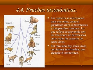  Las especies se relaccionanLas especies se relaccionan
unas con otras, como siunas con otras, como si
guardasen entre si parentescosguardasen entre si parentescos
y antepasados comunes. Loy antepasados comunes. Lo
que refleja la taxonomìa sonque refleja la taxonomìa son
las relaciones de parentescoslas relaciones de parentescos
entre todas las especies deentre todas las especies de
seres vivos.seres vivos.
 Por otro lado hay seres vivosPor otro lado hay seres vivos
con formas intermedias, porcon formas intermedias, por
ejemplo el ornitorinco.ejemplo el ornitorinco.
4.4. Pruebas taxonómicas.4.4. Pruebas taxonómicas.
 