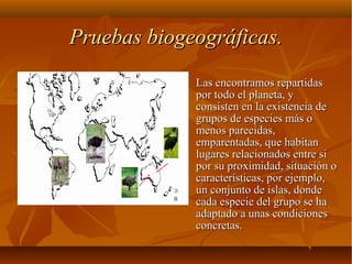  Las encontramos repartidasLas encontramos repartidas
por todo el planeta, ypor todo el planeta, y
consisten en la existencia deconsisten en la existencia de
grupos de especies más ogrupos de especies más o
menos parecidas,menos parecidas,
emparentadas, que habitanemparentadas, que habitan
lugares relacionados entre silugares relacionados entre si
por su proximidad, situación opor su proximidad, situación o
características, por ejemplo,características, por ejemplo,
un conjunto de islas, dondeun conjunto de islas, donde
cada especie del grupo se hacada especie del grupo se ha
adaptado a unas condicionesadaptado a unas condiciones
concretas.concretas.
Pruebas biogeográficas.Pruebas biogeográficas.
 