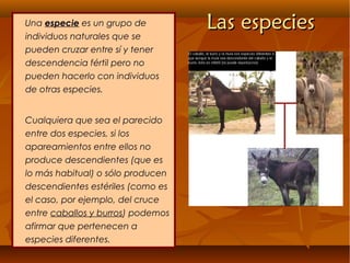 Las especiesLas especiesUna especie es un grupo de
individuos naturales que se
pueden cruzar entre sí y tener
descendencia fértil pero no
pueden hacerlo con individuos
de otras especies.
Cualquiera que sea el parecido
entre dos especies, si los
apareamientos entre ellos no
produce descendientes (que es
lo más habitual) o sólo producen
descendientes estériles (como es
el caso, por ejemplo, del cruce
entre caballos y burros) podemos
afirmar que pertenecen a
especies diferentes.
 