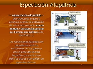 Especiación AlopátridaEspeciación Alopátrida
LaLa especiación alopátridaespeciación alopátrida oo
geográfica es la que segeográfica es la que se
produce cuando la poblaciónproduce cuando la población
de una misma especiede una misma especie quedaqueda
aislada yaislada y dividida físicamentedividida físicamente
por barreras geográficaspor barreras geográficas (rios,(rios,
montañas…)montañas…)
Las poblaciones divididas iránLas poblaciones divididas irán
adquiriendo distintasadquiriendo distintas
mutaciones en sus genes ymutaciones en sus genes y
con el paso del tiempocon el paso del tiempo
llegarán a producir razasllegarán a producir razas
distintas que se convertirán endistintas que se convertirán en
especies distintas.especies distintas.
 