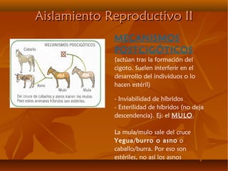 Aislamiento Reproductivo IIAislamiento Reproductivo II
MECANISMOS
POSTCIGÓTICOS
(actúan tras la formación del
cigoto. Suelen interferir en el
desarrollo del individuos o lo
hacen estéril)
- Inviabilidad de híbridos
- Esterilidad de híbridos (no deja
descendencia). Ej: el MULO.
La mula/mulo sale del cruce
Yegua/burro o asno o
caballo/burra. Por eso son
estériles, no así los asnos
 