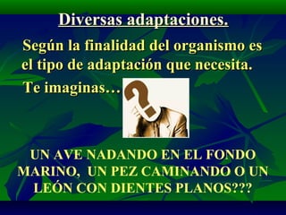 Diversas adaptaciones.Diversas adaptaciones.
Según la finalidad del organismo esSegún la finalidad del organismo es
el tipo de adaptación que necesita.el tipo de adaptación que necesita.
Te imaginas…Te imaginas…
UN AVE NADANDO EN EL FONDO
MARINO, UN PEZ CAMINANDO O UN
LEÓN CON DIENTES PLANOS???
 