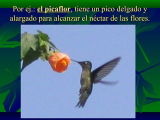 Por ej.:Por ej.: el picaflorel picaflor, tiene un pico delgado y, tiene un pico delgado y
alargado para alcanzar el néctar de las flores.alargado para alcanzar el néctar de las flores.
 