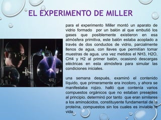 EL EXPERIMENTO DE MILLER
para el experimento Miller montó un aparato de
vidrio formado por un balón al que embutió los
gases que posiblemente existieron en esa
atmósfera primitiva, este balón estaba acoplado a
través de dos conductos de vidrio, parcialmente
llenos de agua, con llaves que permitían tomar
muestras de agua. una vez metidos el NH3, H2O,
CH4 y H2 al primer balón, ocasionó descargas
eléctricas en esta atmósfera para simular las
condiciones iniciales.
una semana después, examinó el contenido
líquido, que primeramente era incoloro, y ahora se
manifestaba rojizo. halló que contenía varios
compuestos orgánicos que no estaban presentes
al principio. determinó por tanto que eran similares
a los aminoácidos, constituyente fundamental de la
proteína, compuestos sin los cuales es inviable la
vida.
 