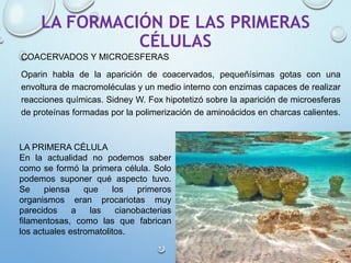 LA FORMACIÓN DE LAS PRIMERAS
CÉLULAS
COACERVADOS Y MICROESFERAS
Oparin habla de la aparición de coacervados, pequeñísimas gotas con una
envoltura de macromoléculas y un medio interno con enzimas capaces de realizar
reacciones químicas. Sidney W. Fox hipotetizó sobre la aparición de microesferas
de proteínas formadas por la polimerización de aminoácidos en charcas calientes.
LA PRIMERA CÉLULA
En la actualidad no podemos saber
como se formó la primera célula. Solo
podemos suponer qué aspecto tuvo.
Se piensa que los primeros
organismos eran procariotas muy
parecidos a las cianobacterias
filamentosas, como las que fabrican
los actuales estromatolitos.
 