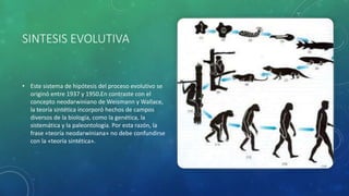 SINTESIS EVOLUTIVA
• Este sistema de hipótesis del proceso evolutivo se
originó entre 1937 y 1950.En contraste con el
concepto neodarwiniano de Weismann y Wallace,
la teoría sintética incorporó hechos de campos
diversos de la biología, como la genética, la
sistemática y la paleontología. Por esta razón, la
frase «teoría neodarwiniana» no debe confundirse
con la «teoría sintética».
 