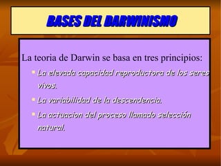 BASES DEL DARWINISMO La teoria de Darwin se basa en tres principios: La elevada capacidad reproductora de los seres vivos. La variabilidad de la descendencia. La actuacion del proceso llamado selección natural. 