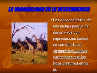 LA VARIABILIDAD EN LA DESCENDENCIA Los descendientes de una misma pareja de seres vivos con reproducción sexual no son identicos;  siempre hay ligeras variaciones que los hace distintos entre si. 