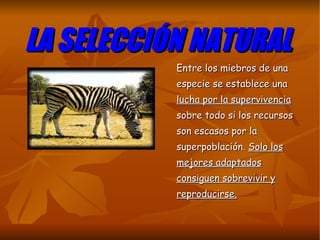 LA SELECCIÓN NATURAL Entre los miebros de una especie se establece una  lucha por la supervivencia  sobre todo si los recursos son escasos por la superpoblación.  Solo los mejores adaptados consiguen sobrevivir y reproducirse. 