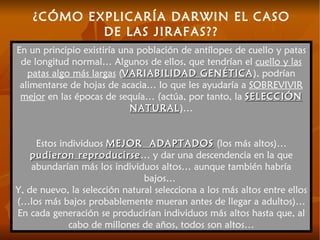 ¿CÓMO EXPLICARÍA DARWIN EL CASO DE LAS JIRAFAS?? En un principio existiría una población de antílopes de cuello y patas de longitud normal… Algunos de ellos, que tendrían el  cuello y las patas algo más largas  ( VARIABILIDAD GENÉTICA ), podrían alimentarse de hojas de acacia… lo que les ayudaría a  SOBREVIVIR mejor  en las épocas de sequía… (actúa, por tanto, la  SELECCIÓN NATURAL )… Estos individuos  MEJOR  ADAPTADOS  (los más altos)…  pudieron reproducirse … y dar una descendencia en la que abundarían más los individuos altos… aunque también habría bajos…  Y, de nuevo, la selección natural selecciona a los más altos entre ellos (…los más bajos probablemente mueran antes de llegar a adultos)… En cada generación se producirían individuos más altos hasta que, al cabo de millones de años, todos son altos… 