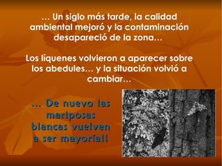 …  Un siglo más tarde, la calidad ambiental mejoró y la contaminación desapareció de la zona…  Los líquenes volvieron a aparecer sobre los abedules… y la situación volvió a cambiar… …  De nuevo las mariposas blancas vuelven a ser mayoría!! 