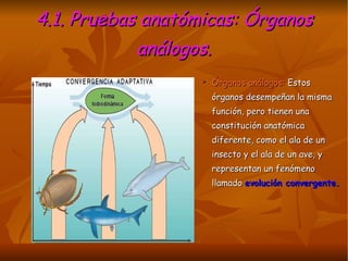 4.1. Pruebas anatómicas: Órganos análogos. Órganos análogos:  Estos órganos desempeñan la misma función, pero tienen una constitución anatómica diferente, como el ala de un insecto y el ala de un ave, y representan un fenómeno llamado  evolución convergente.  
