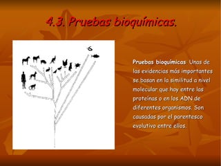 4.3. Pruebas bioquímicas. Pruebas bioquímicas :  Unas de las evidencias más importantes se basan en la similitud a nivel molecular que hay entre las proteínas o en los ADN de diferentes organismos. Son causadas por el parentesco evolutivo entre ellos. 
