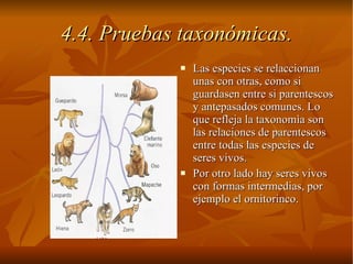Las especies se relaccionan unas con otras, como si guardasen entre si parentescos y antepasados comunes. Lo que refleja la taxonomìa son las relaciones de parentescos entre todas las especies de seres vivos. Por otro lado hay seres vivos con formas intermedias, por ejemplo el ornitorinco. 4.4. Pruebas taxonómicas. 
