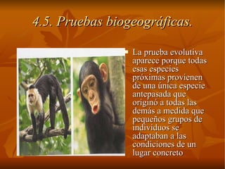 La prueba evolutiva aparece porque todas esas especies próximas provienen de una única especie antepasada que originó a todas las demás a medida que pequeños grupos de individuos se adaptaban a las condiciones de un lugar concreto 4.5. Pruebas biogeográficas. 
