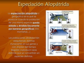 Especiación Alopátrida La  especiación alopátrida  o geográfica es la que se produce cuando la población de una misma especie  queda aislada y   dividida físicamente por barreras geográficas  (rios, montañas…)  Las poblaciones divididas irán adquiriendo distintas mutaciones en sus genes y con el paso del tiempo llegarán a producir razas distintas que se convertirán en especies distintas.   