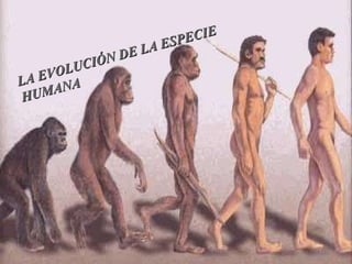 LA EVOLUCIÓN DE LA ESPECIE HUMANA 