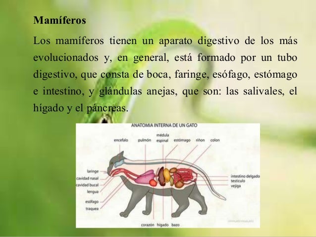 Aparato digestivo a nivel evolutivo