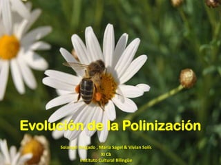 Evolución de la Polinización
Solangel Delgado , María Sagel & Vivian Solís
XI Cb
Instituto Cultural Bilingüe
 