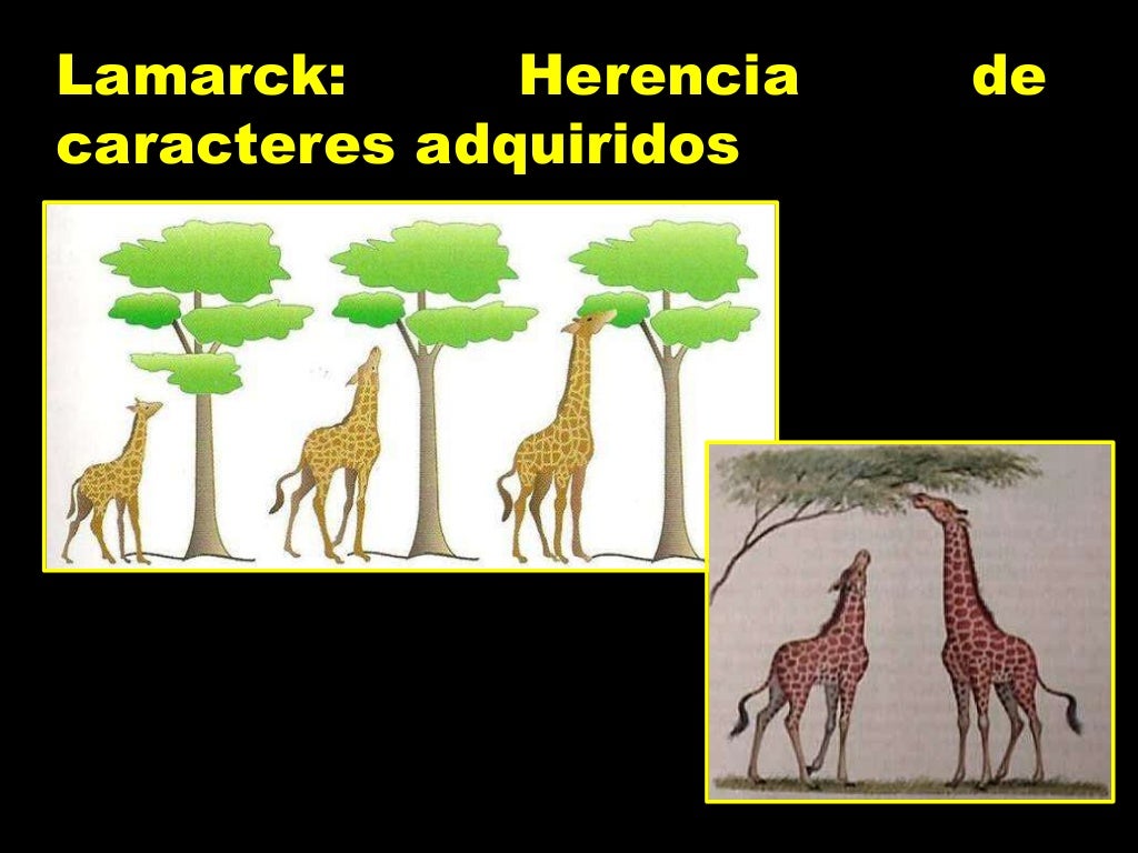 Evolucion de la vida Evolucion de la vida