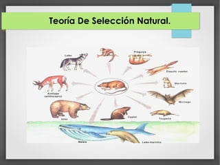 Teoría De Selección Natural.
 