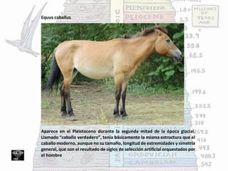 Equus caballus
Aparece en el Pleistoceno durante la segunda mitad de la época glacial.
Llamado “caballo verdadero”, tenía básicamente la misma estructura que el
caballo moderno, aunque no su tamaño, longitud de extremidades y simetría
general, que son el resultado de siglos de selección artificial orquestados por
el hombre
 