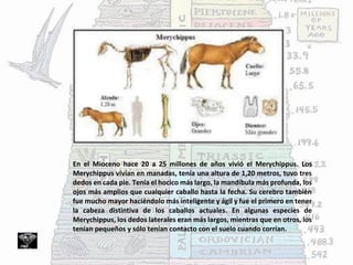 En el Mioceno hace 20 a 25 millones de años vivió el Merychippus. Los
Merychippus vivían en manadas, tenía una altura de 1,20 metros, tuvo tres
dedos en cada pie. Tenía el hocico más largo, la mandíbula más profunda, los
ojos más amplios que cualquier caballo hasta la fecha. Su cerebro también
fue mucho mayor haciéndolo más inteligente y ágil y fue el primero en tener
la cabeza distintiva de los caballos actuales. En algunas especies de
Merychippus, los dedos laterales eran más largos, mientras que en otros, los
tenían pequeños y sólo tenían contacto con el suelo cuando corrían.
 