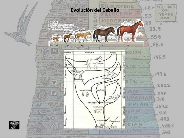 Evolución del caballo - Teoría