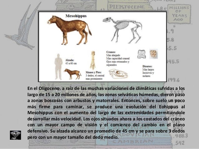 evolucin-del-caballo-teora-3-638 Pata Medina
