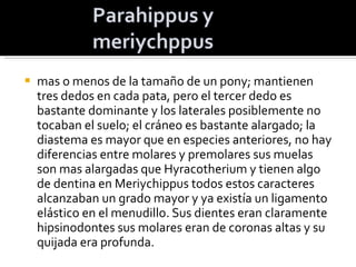 mas o menos de la tamaño de un pony; mantienen tres dedos en cada pata, pero el tercer dedo es bastante dominante y los laterales posiblemente no tocaban el suelo; el cráneo es bastante alargado; la diastema es mayor que en especies anteriores, no hay diferencias entre molares y premolares sus muelas son mas alargadas que Hyracotherium y tienen algo de dentina en Meriychippus todos estos caracteres alcanzaban un grado mayor y ya existía un ligamento elástico en el menudillo. Sus dientes eran claramente hipsinodontes sus molares eran de coronas altas y su quijada era profunda. 