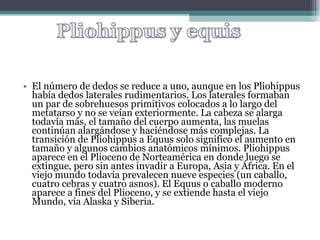 El número de dedos se reduce a uno, aunque en los Pliohippus había dedos laterales rudimentarios. Los laterales formaban un par de sobrehuesos primitivos colocados a lo largo del metatarso y no se veían exteriormente. La cabeza se alarga todavía más, el tamaño del cuerpo aumenta, las muelas continúan alargándose y haciéndose más complejas. La transición de Pliohippus a Equus solo significo el aumento en tamaño y algunos cambios anatómicos mínimos. Pliohippus aparece en el Plioceno de Norteamérica en donde luego se extingue, pero sin antes invadir a Europa, Asia y África. En el viejo mundo todavía prevalecen nueve especies (un caballo, cuatro cebras y cuatro asnos). El Equus o caballo moderno aparece a fines del Plioceno, y se extiende hasta el viejo Mundo, vía Alaska y Siberia.  