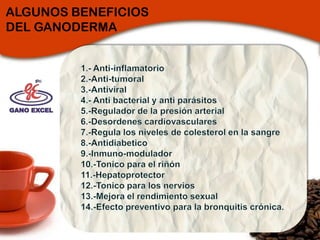 GanodermaLucidumEs el nombre científico de una especie de hongo rojo y se dice que es más potente que el Ginseng. Conocido como el “rey milagroso de las hierbas”, el Ganoderma también llamado Lingzhi en China; Reishi en Japón y Youngchi en Corea, a sido usado por mas de 4,000  años en la medicina tradicional china y tiene la capacidad de mantener nuestro cuerpo sano y promover la longevidad.