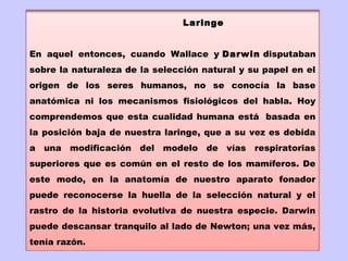 Laringe


En aquel entonces, cuando Wallace y Darwin disputaban
sobre la naturaleza de la selección natural y su papel en el
origen de los seres humanos, no se conocía la base
anatómica ni los mecanismos fisiológicos del habla. Hoy
comprendemos que esta cualidad humana está  basada en
la posición baja de nuestra laringe, que a su vez es debida
a una modificación del modelo de vías respiratorias
superiores que es común en el resto de los mamíferos. De
este modo, en la anatomía de nuestro aparato fonador
puede reconocerse la huella de la selección natural y el
rastro de la historia evolutiva de nuestra especie. Darwin
puede descansar tranquilo al lado de Newton; una vez más,
tenía razón.
 