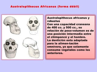 Australopithecus Africanus (forma débil)



                     Australopithecus africanus y
                     robustus
                     Con una capacidad craneana
                     de 400 cc. y 500 cc., su
                     relación de peso-volumen es de
                     una posición intermedia entre
                     el chimpancé y el hombre.  
                     La dentición esta adaptada
                     para la alimen-tación
                     omnívora, ya que solamente
                     consume vegetales como los
                     anteriores.
 