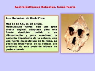  



      Australopithecus Robustus, forma fuerte



Aus. Robustus  de Koobi Fora.

Más de de 1,50 m. de altura.  
Musculatura fuerte, con una gran
cresta sagital, adaptada para una
fuerte   dentición   debido    a   su
alimentación y para mantener la
posición imperfecta de la cabeza, con
una fuerte musculatura en la nuca. La
posición imperfecta de la cabeza era
producto de una posición bípeda no
perfeccionada.
 