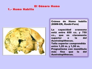El Género Homo
1.- Homo Habilis



                            Cráneo de Homo habilis
                            (KMM-ER, Koobi-Fora)

                            La    capacidad    craneana
                            está entre 650 cc. y 750
                            cc., que es claramente
                            superior     a     la    del
                            Australopithecus.
                            Talla superior comprendida
                            entre 1,20 m. y 1,50 m.
                            Prognatismo con mandíbula
                            más    fina   que    la del
                            Australopithecus.
 