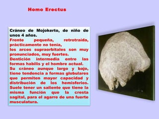  Homo Erectus



Cráneo de Mojokerto, de niño de
unos 4 años.
Frente      pequeña,      retrotraída,
prácticamente no tenía,
los arcos supraorbitales son muy
pronunciados, muy fuertes.
Dentición intermedia entre las
formas habilis y el hombre actual.
Su cráneo aunque largo y bajo,
tiene tendencia a formas globulares
que permiten mayor capacidad y
distribución de los hemisferios.
Suele tener un saliente que tiene la
misma función que la cresta
sagital, para el agarre de una fuerte
musculatura.
 