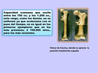 Capacidad craneana que oscila
entre los 750 cc. y los 1.250 cc.,
este rasgo, como los demás, no es
uniforme ya que evoluciona con el
paso del tiempo, no es igual en los
primeros ejemplares que en los
más próximos, ± 100.000 años.,
para los más recientes. 




                                  Fémur de Erectus, donde se aprecia la
                                  posición totalmente erguida
 