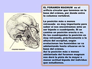 EL FORAMEN MAGNUM  es el
orificio circular que tenemos en la
base del cráneo, por donde entra
la columna vertebral.
 
La posición más o menos
retrasada  es muy importante para
saber si nos encontramos ante un
ser bípedo o cuadrúpedo. Si se
camina en posición erecta o no.
En los cuadrúpedos la posición es
muy retrasada, prácticamente a la
altura del occipital, según
evolucionan los homínidos se va
adelantando hasta situarse en la
base del cráneo.
Así la posición más o menos
adelantada del foramen magnum
nos dará la pista de la mayor o
menor actitud bípeda del individuo
que estudiemos.
 