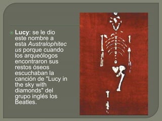 Lucy: se le dio este nombre a esta Australophitecus porque cuando los arqueólogos encontraron sus restos óseos escuchaban la canción de "Lucy in theskywithdiamonds" del grupo inglés los Beatles.